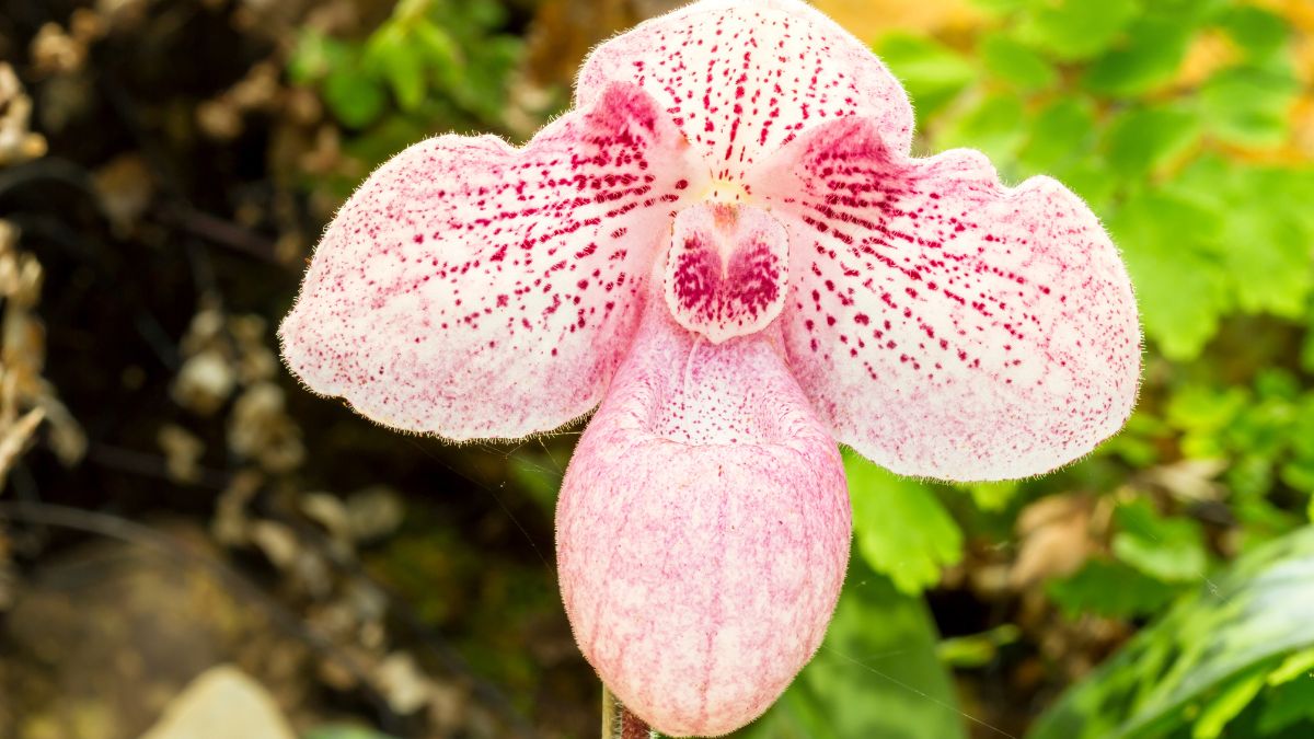 Lady’s Slipper Orchid